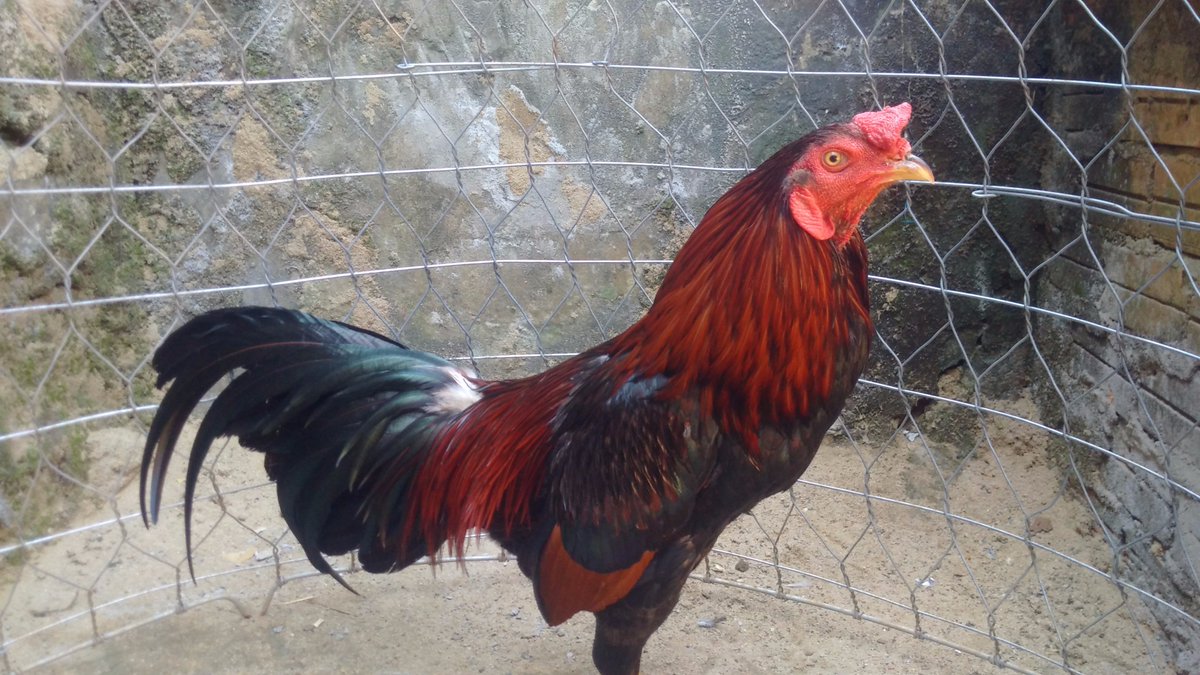 Gà đá Gia Kiệm. Cung cấp gà đá tiền uy tín chất lượng. - 6