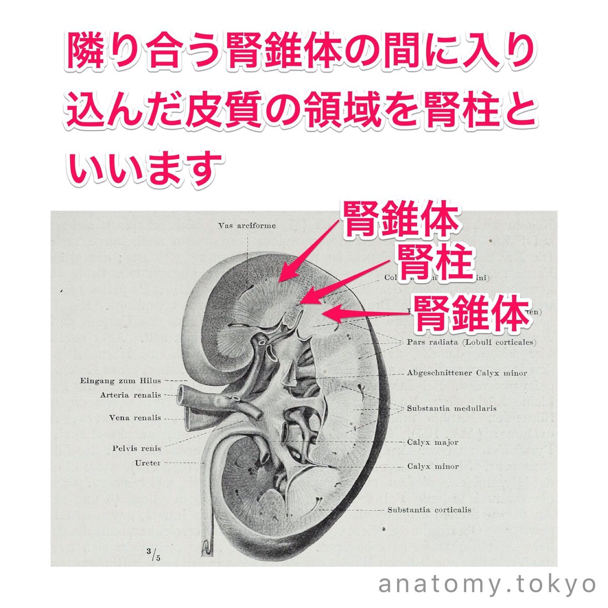 腎柱 Kereses A Twitteren 腎柱 Kereses A Twitteren