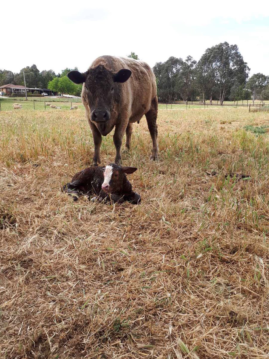 YassHighSchool's tweet photo. Welcome to a little girl today ⁦@yhsag1⁩ . Mother is ‘THS Breeze’ https://t.co/HLAacxYPAI