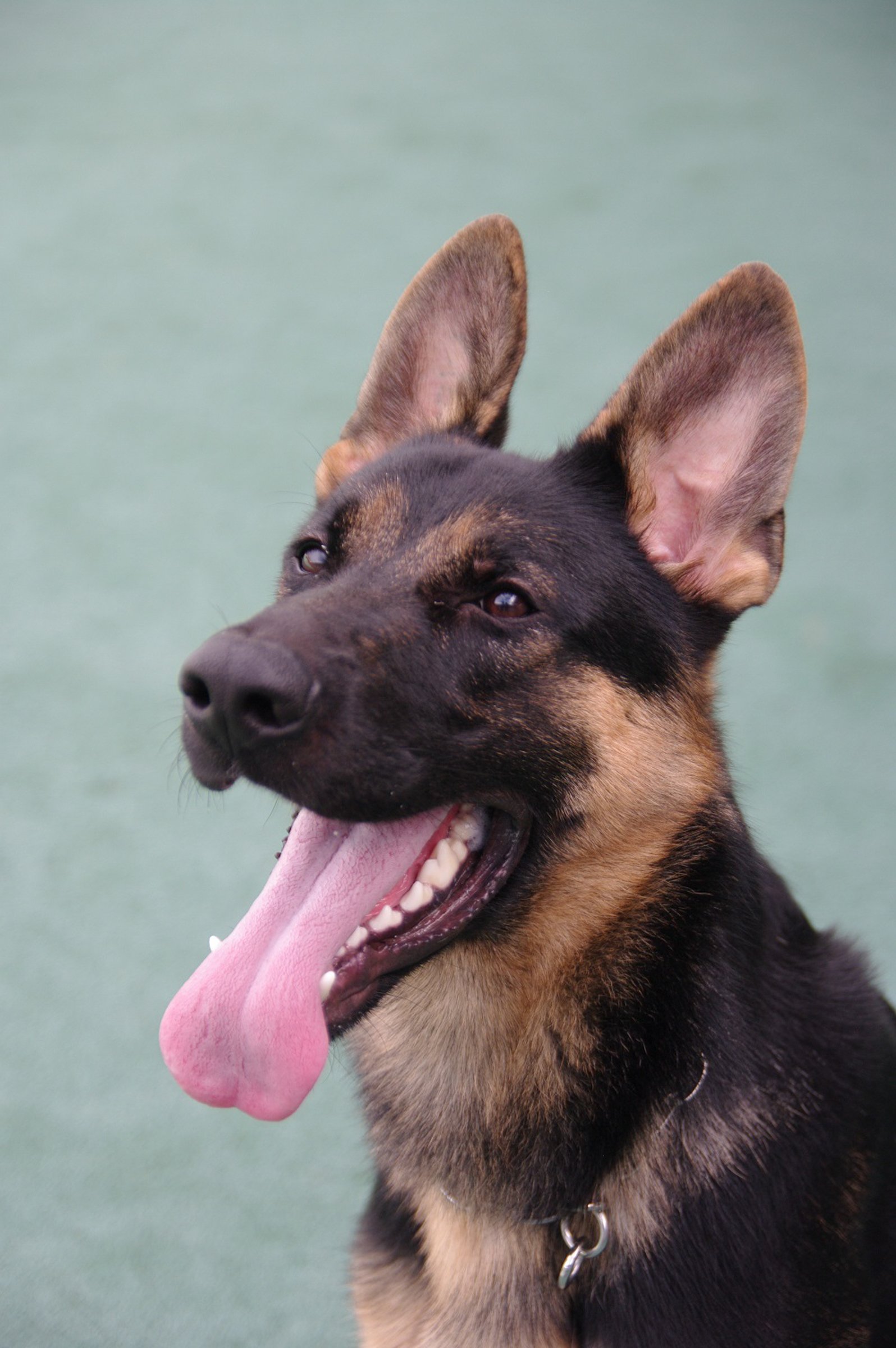 警視庁広報課 V Twitter 警視庁警察犬 アリスト号 オス 5歳 ジャーマンシェパード 鳥取県鳥取市生まれの 甘えん坊な性格 訓練の後 待ちに待った鳥のささみを美味しそうに食べます 仕事では人の臭いを覚えて捜索することが得意なんです 雷の音がどうしても