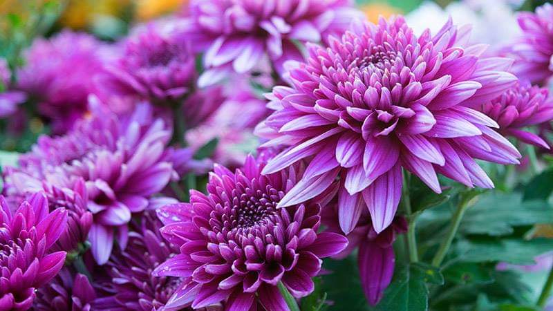Hello #November!

The Birth Flower of November is the stunning Chrysanthemum.

#NewMonth #NewGoals #NewYou
#ThursdayQuote #ThursdayThought #ThoughtfulThursday
