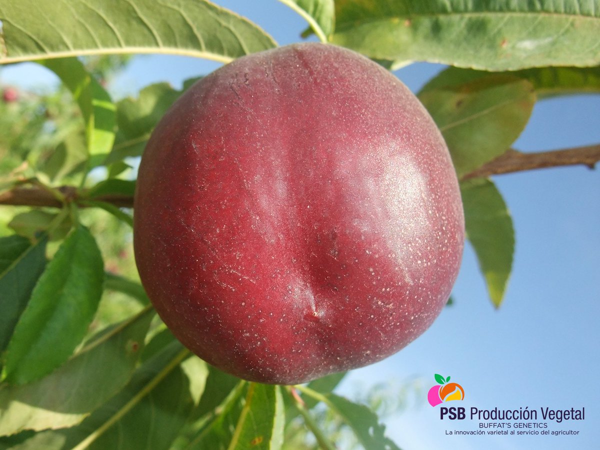 PSBProduccionV's tweet photo. COPACABANA- cov- CEE Nº2017 /2609 #Nectarina de maduración precoz ( Garofa-cov- 15 días), forma redonda, gran firmeza, color rojo intenso 100%, calibre A y gusto subácido. @PSBProduccionV #Buffat´s genetics. https://t.co/1AjDnG8a8q https://t.co/e8gDBeqTEX
