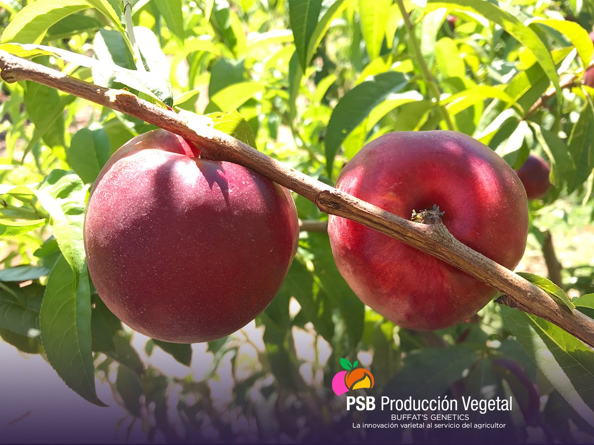 PSBProduccionV's tweet photo. COPACABANA- cov- CEE Nº2017 /2609 #Nectarina de maduración precoz ( Garofa-cov- 15 días), forma redonda, gran firmeza, color rojo intenso 100%, calibre A y gusto subácido. @PSBProduccionV #Buffat´s genetics. https://t.co/1AjDnG8a8q https://t.co/e8gDBeqTEX