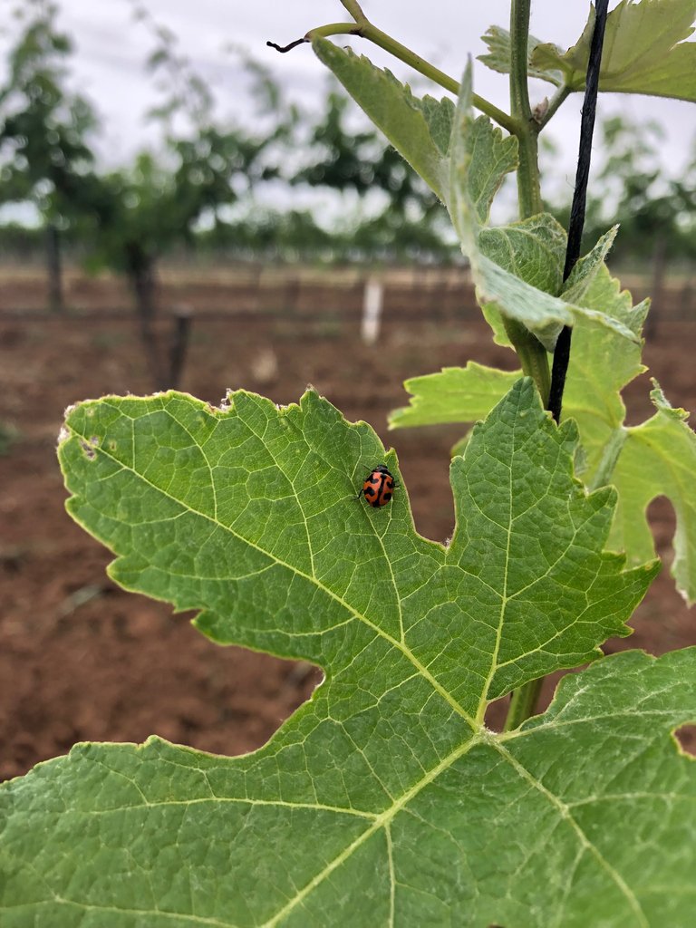 Check out this fantastic photo of a ladybird in vineyard taken by Amie Kalleske today. Organic &amp; Biodynamic viticulture provides a healthy environment and habitat for beneficial insects such as ladybirds.
Photo by @created_by_amie
#organic #biodynamic #barossawine #kalleske