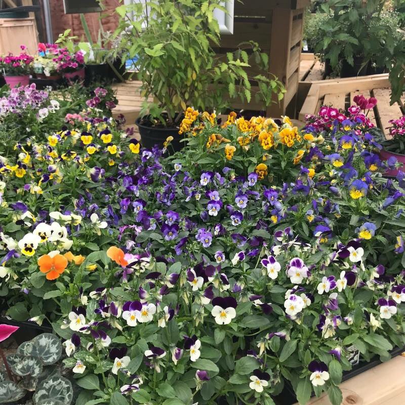 honitongardencentre tweet media