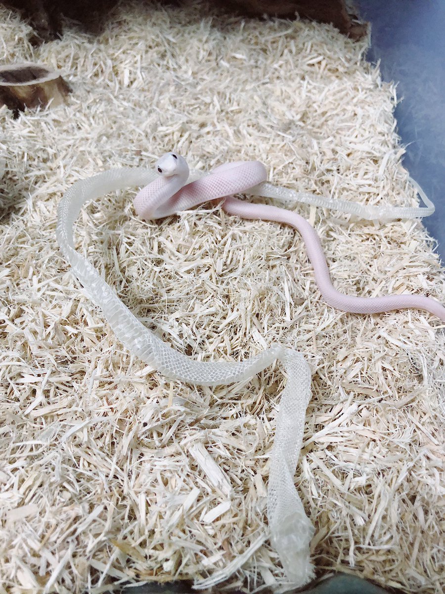 taylorndean's tweet image. He seems very confused over his first shed
