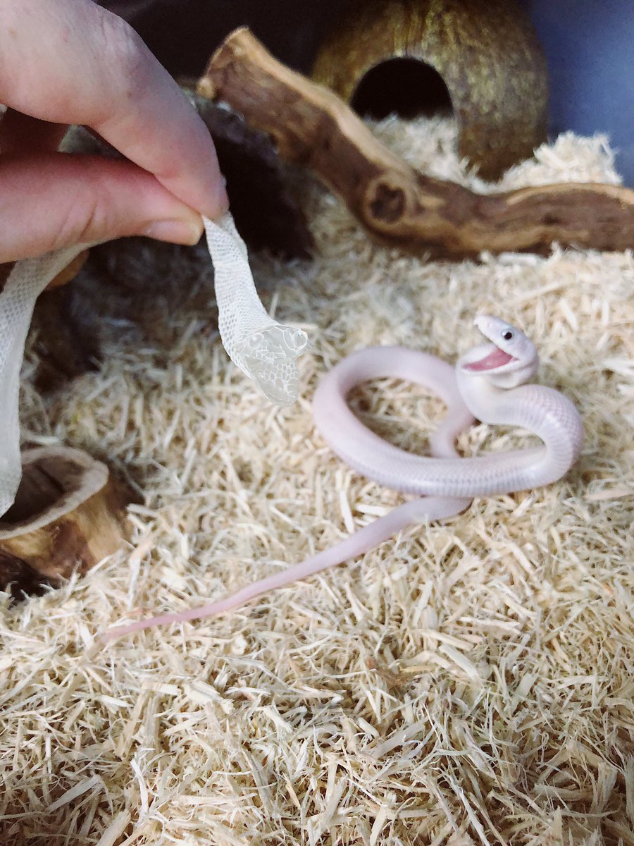 taylorndean's tweet image. He seems very confused over his first shed