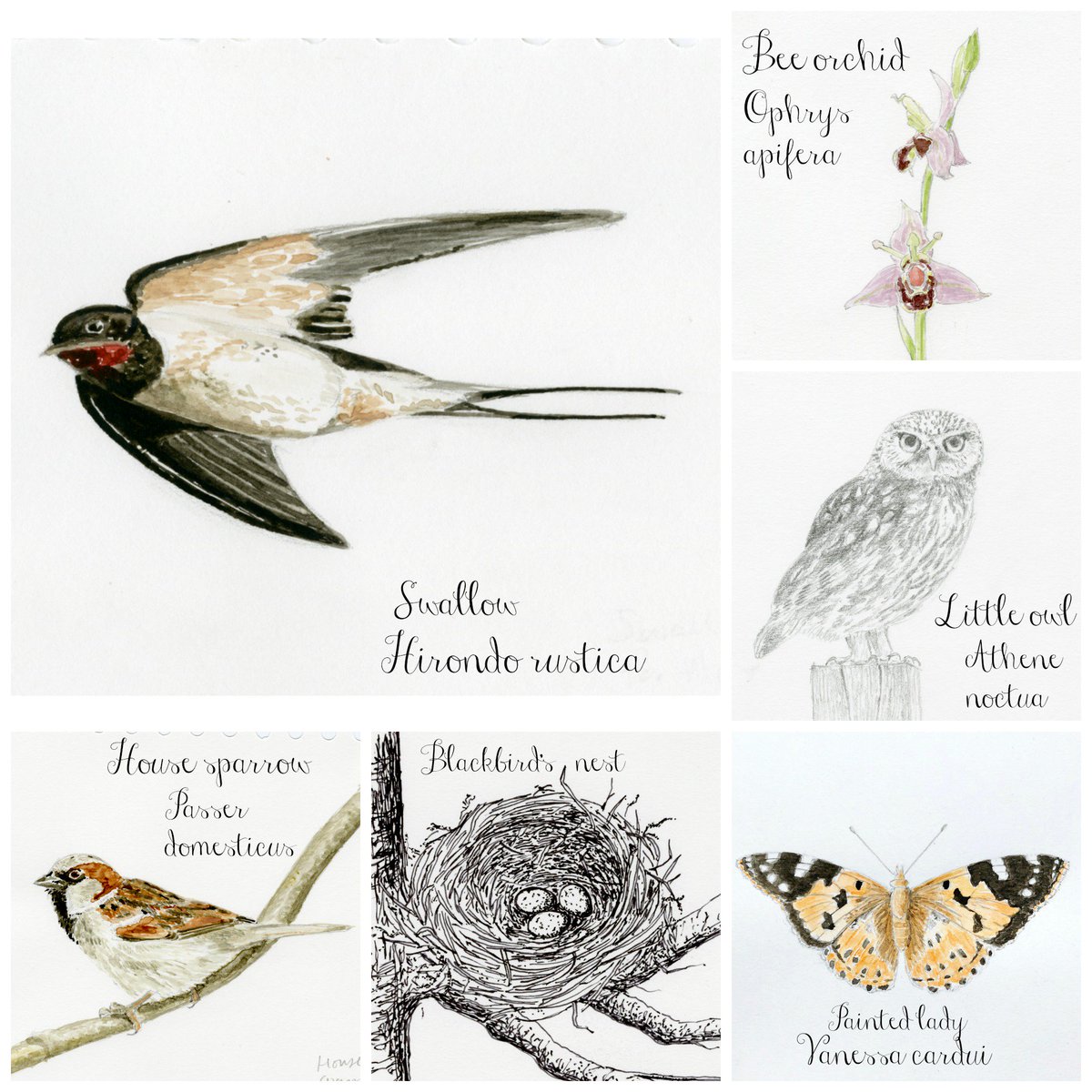 silverpebble's tweet image. My book #thewildremedy is a diary of my nature walks &amp;amp; the science behind how immersing yourself in a green place can alleviate depression.

It is full of my illustrations.

Some excellent people have said kind things about it 👇🏽

Out 03.01.19. Pre-order:

amazon.co.uk/Wild-Remedy-Na…