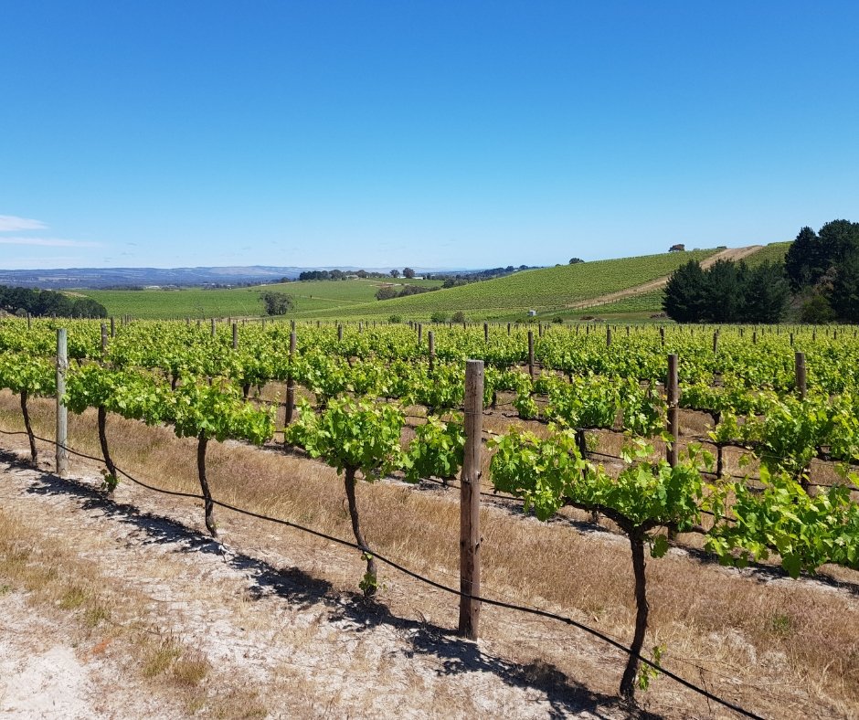 Change is afoot in <a href="/McLarenValeWine/">McLaren Vale Wine</a> region possums. Discover more: gourmetontheroad.blogspot.com/2018/10/huge-e… <a href="/southaustralia/">South Australia</a> <a href="/DowieDooleWines/">DOWIE DOOLE Wines</a> @BrandSouthAust #wine <a href="/WineSouthAus/">South Australian Wine Industry Association</a>