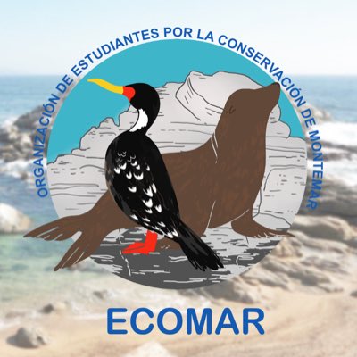 OrgEcomar's tweet image. #NuevaFotoDePerfil 🦑 Les presentamos nuestro logo remasterizado⚡️ con el Cormorán Lile (Phalacrocorax gaimardi) y el Lobo Marino (Otaria flavescens), nuestros embajadores del Área Marina Costera de Montemar ⛰🌊

Muchas Gracias a nuestra Ilustradora digital Macarena Vargas✨💙
