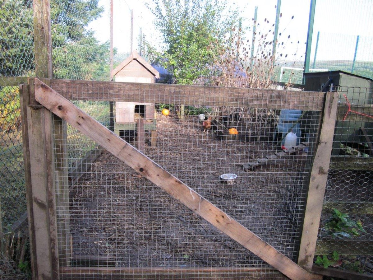 TheLeeMillUnit's tweet photo. Over the summer members of the OT team and patients worked together to build a new area for our chickens, as well as cleaning the greenhouse! Our greenhouse has produced fresh tomatoes and chilli peppers all summer, and the chickens seem very happy! #TheLeeMillUnit #ChickenUpdate https://t.co/f3fXe8EUNy