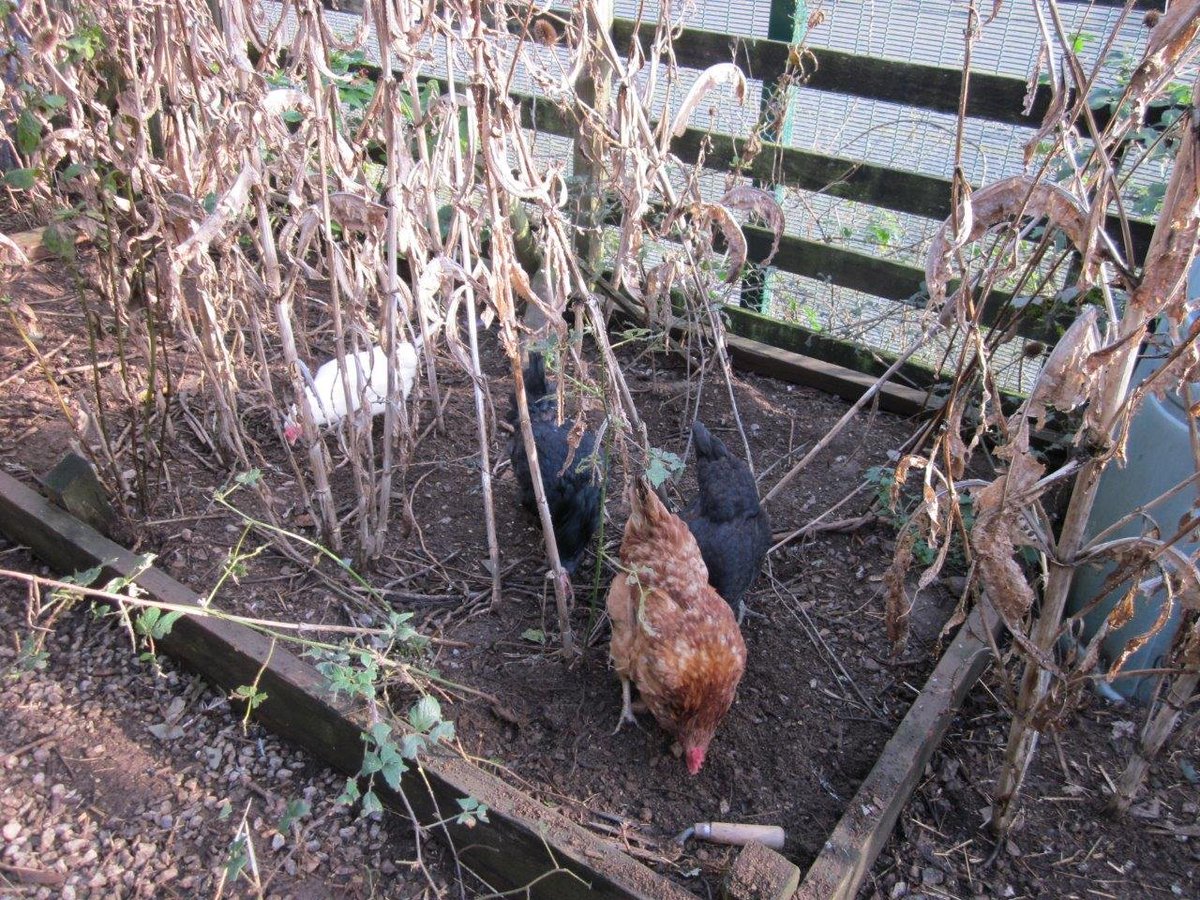 TheLeeMillUnit's tweet photo. Over the summer members of the OT team and patients worked together to build a new area for our chickens, as well as cleaning the greenhouse! Our greenhouse has produced fresh tomatoes and chilli peppers all summer, and the chickens seem very happy! #TheLeeMillUnit #ChickenUpdate https://t.co/f3fXe8EUNy