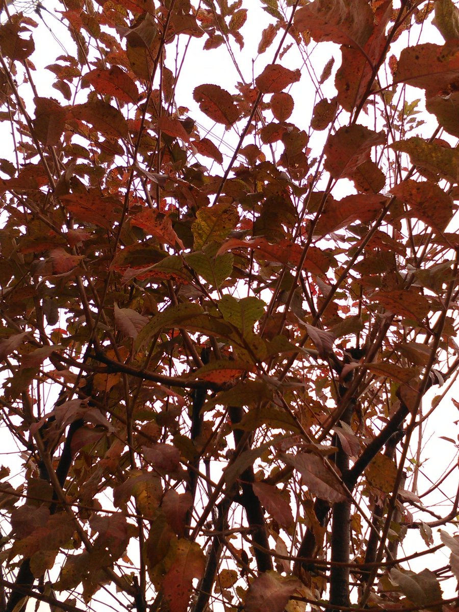 vasy13ionela's tweet photo. #20181101 , #wildcherry , #leaves , #rustyleaves , #brickleaves , #reddishleaves , #leavesofbrass , #coppercolored , #brown , #sky , #graysky , #autumn , #fall , #nature #π³ #π #π #π #π· https://t.co/kFsvYJi8hS