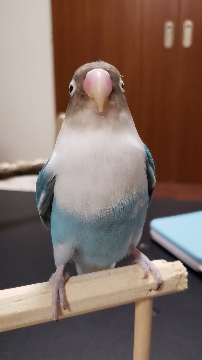 Mika Ishiwata Ar Twitter かわいい ボタンインコ可愛いぞ委員会