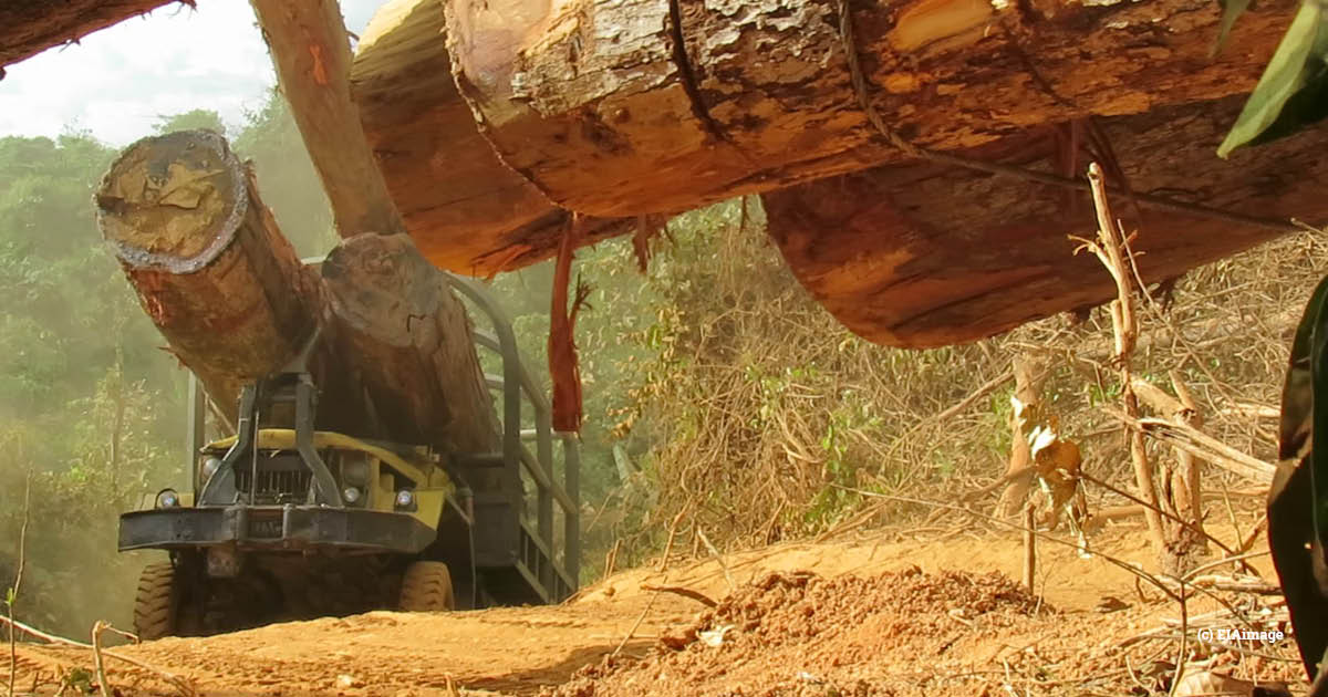 Smugglers working in collusion with corrupt officials both sides of the border continue to movie stolen #timber from #Cambodia to #Vietnam, despite Gov't warnings to halt the trade ht.ly/QCCP30msm47