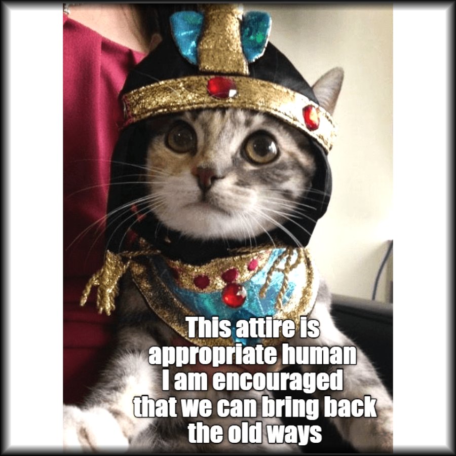 Alchemy669's tweet photo. ๐Bast Approves Of This Message๐๐ซ #alchemy6 #witch #witchcraft #theoldways #Bast #kittycat https://t.co/TNiiCP3aLU
