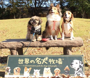 700円off 世界の名犬牧場の割引クーポンをゲットしよう 入場料金を安くする方法まとめ4選 Buzzlog