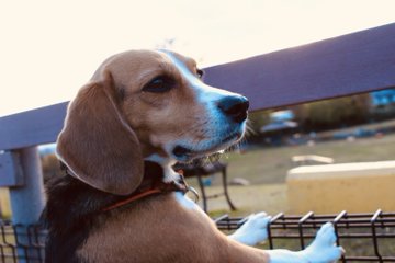 700円off 世界の名犬牧場の割引クーポンをゲットしよう 入場料金を安くする方法まとめ4選 Buzzlog