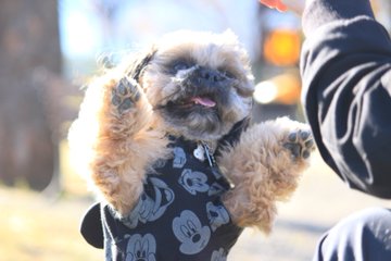 700円off 世界の名犬牧場の割引クーポンをゲットしよう 入場料金を安くする方法まとめ4選 Buzzlog