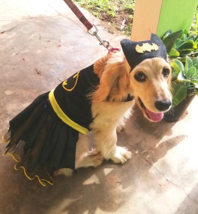 PORTUMASCOTAPTY's tweet photo. Perritos + Halloween es la mejor combinación 😍🎃🧡 https://t.co/5Ps2wS5LdV