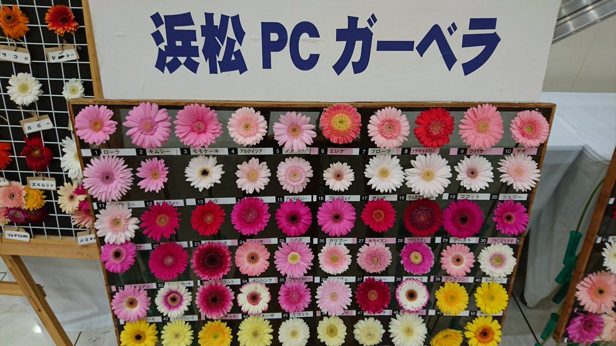 Pcガーベラ