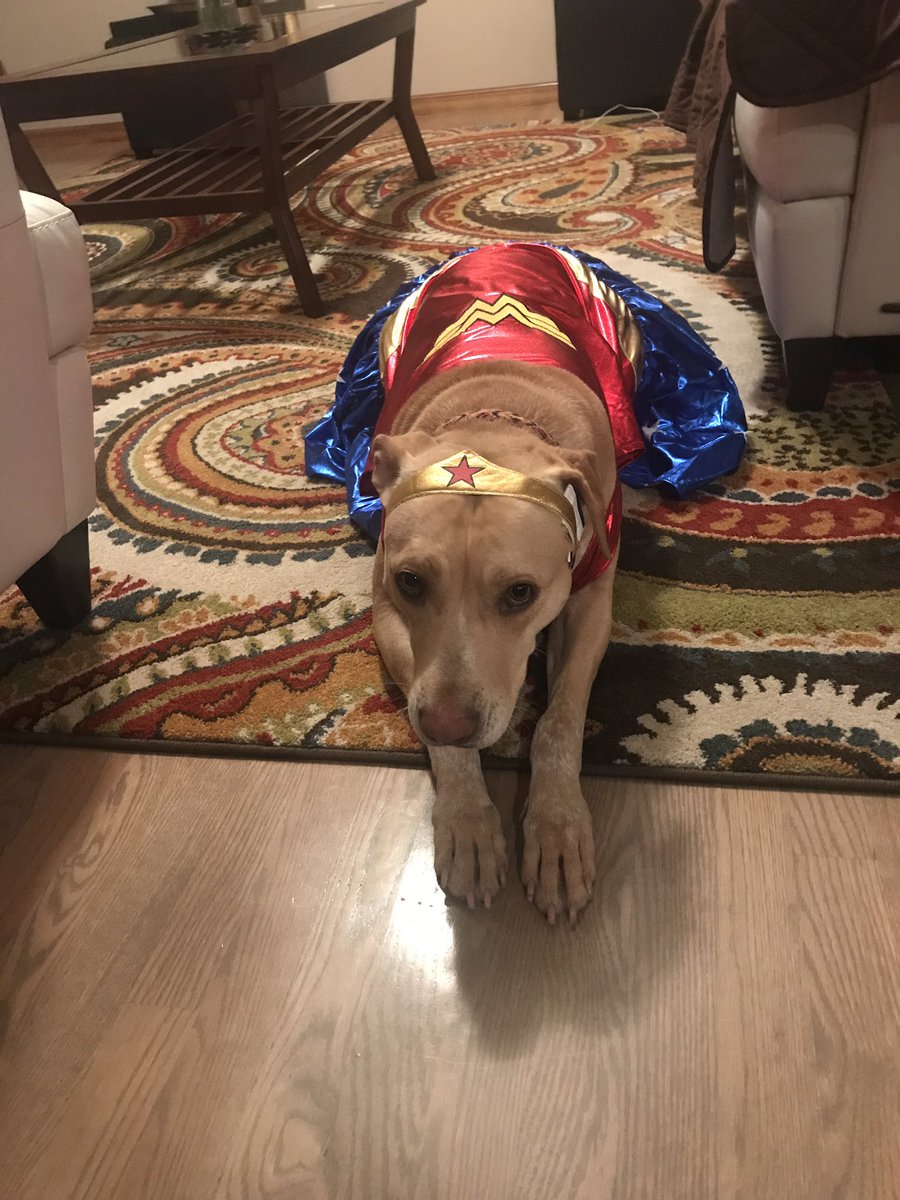 Because the world can always use more Wonderdogs! #surgpets  #surgtweeting Happy Halloween!