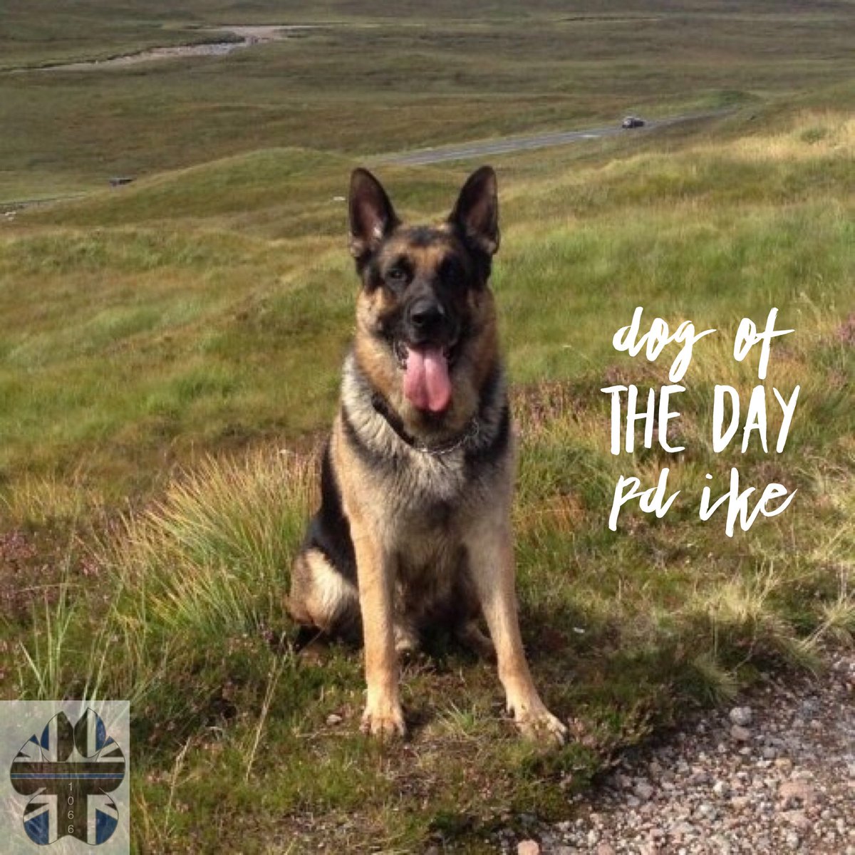 K9memorialUk's tweet photo. We have two Dogs Of The Day today. First is PD Ike. Ike is one of our Roll Of Honour PDs and he passed away on 1st Nov 2016. He served with @polscotdogs πΎππΎ#WeWillRememberYou
https://t.co/dpsxseXCik https://t.co/bHPSp7qi2M