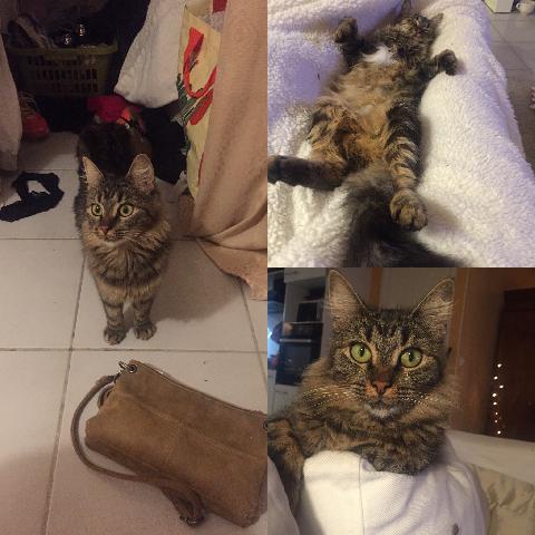 Alerte Animaux Perdu Perdu Chat Noir Marron Beige Nomme Noumea A Toulouse 31 Tigre T Co Nmpxpvdldn Alerte Animaux Perdu Perdu Chat Noir Marron Beige Nomme Noumea A Toulouse 31 Tigre T Co Nmpxpvdldn