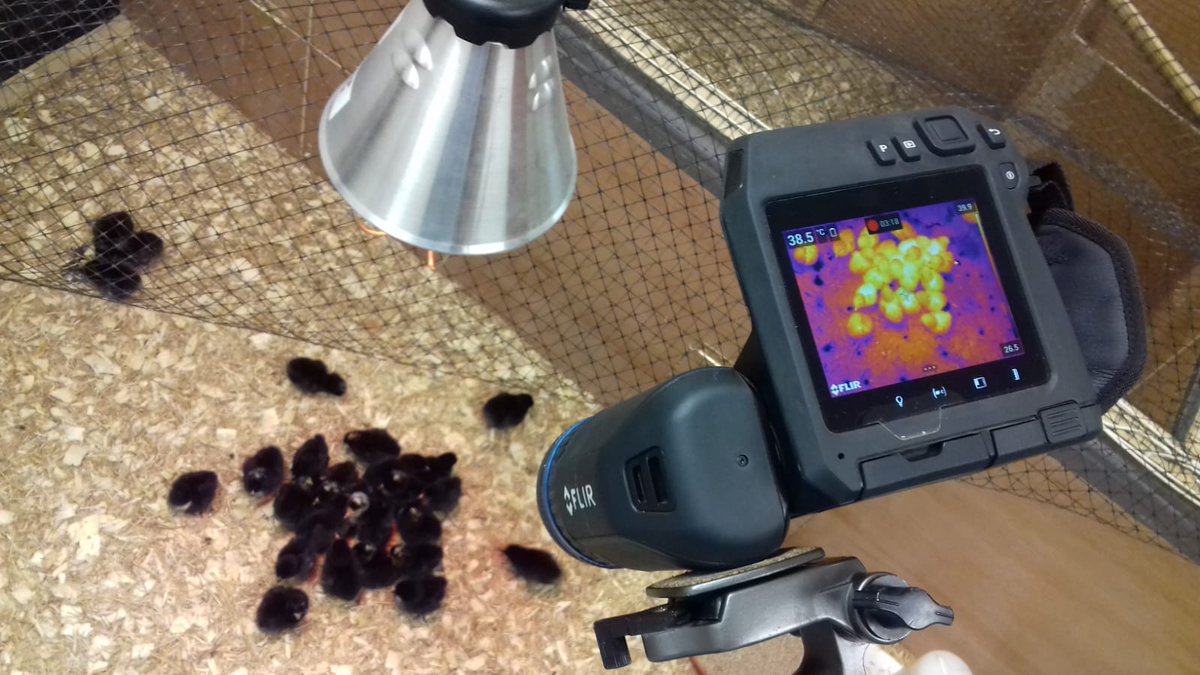 MarkAWhiteside's tweet photo. What happens when day old chicks huddle? Who gets the hot-spots? @PipLaker and I are using @flir thermography to try and find out. #HotChicks https://t.co/XYvCeZk4i0