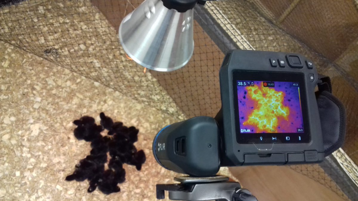 MarkAWhiteside's tweet photo. What happens when day old chicks huddle? Who gets the hot-spots? @PipLaker and I are using @flir thermography to try and find out. #HotChicks https://t.co/XYvCeZk4i0