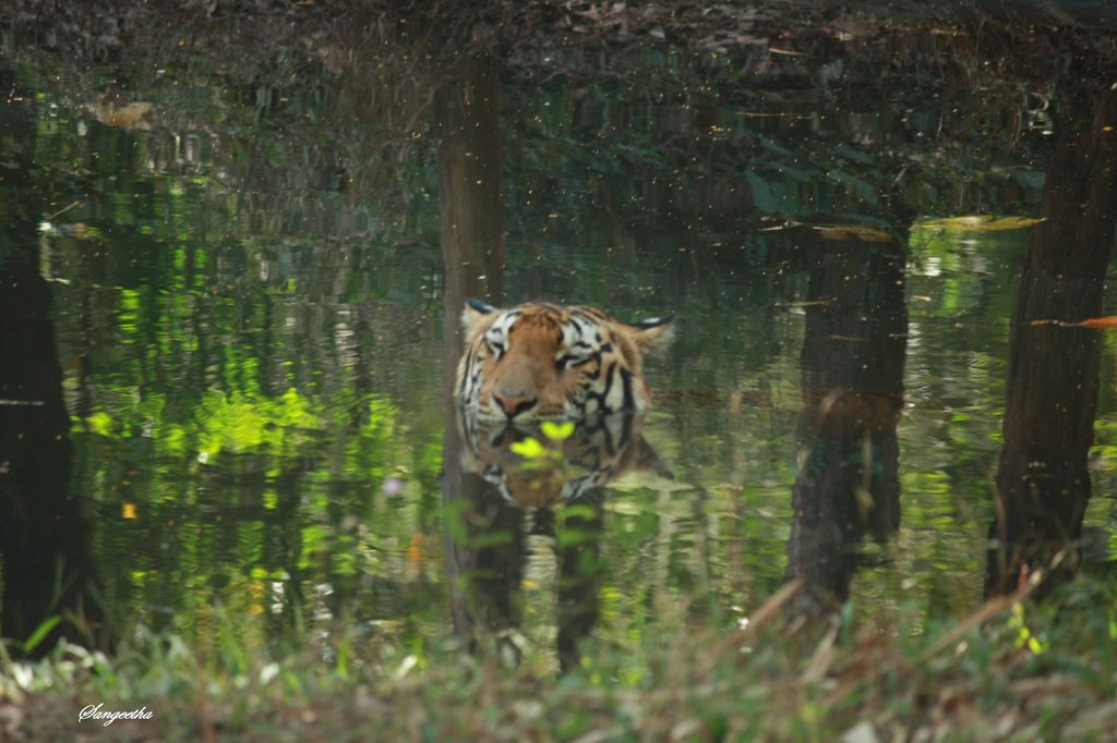 #Tigers <a href="/Sangeethamallya/">Sangeetha</a> my favourite pic of the most beautiful being in this creation.