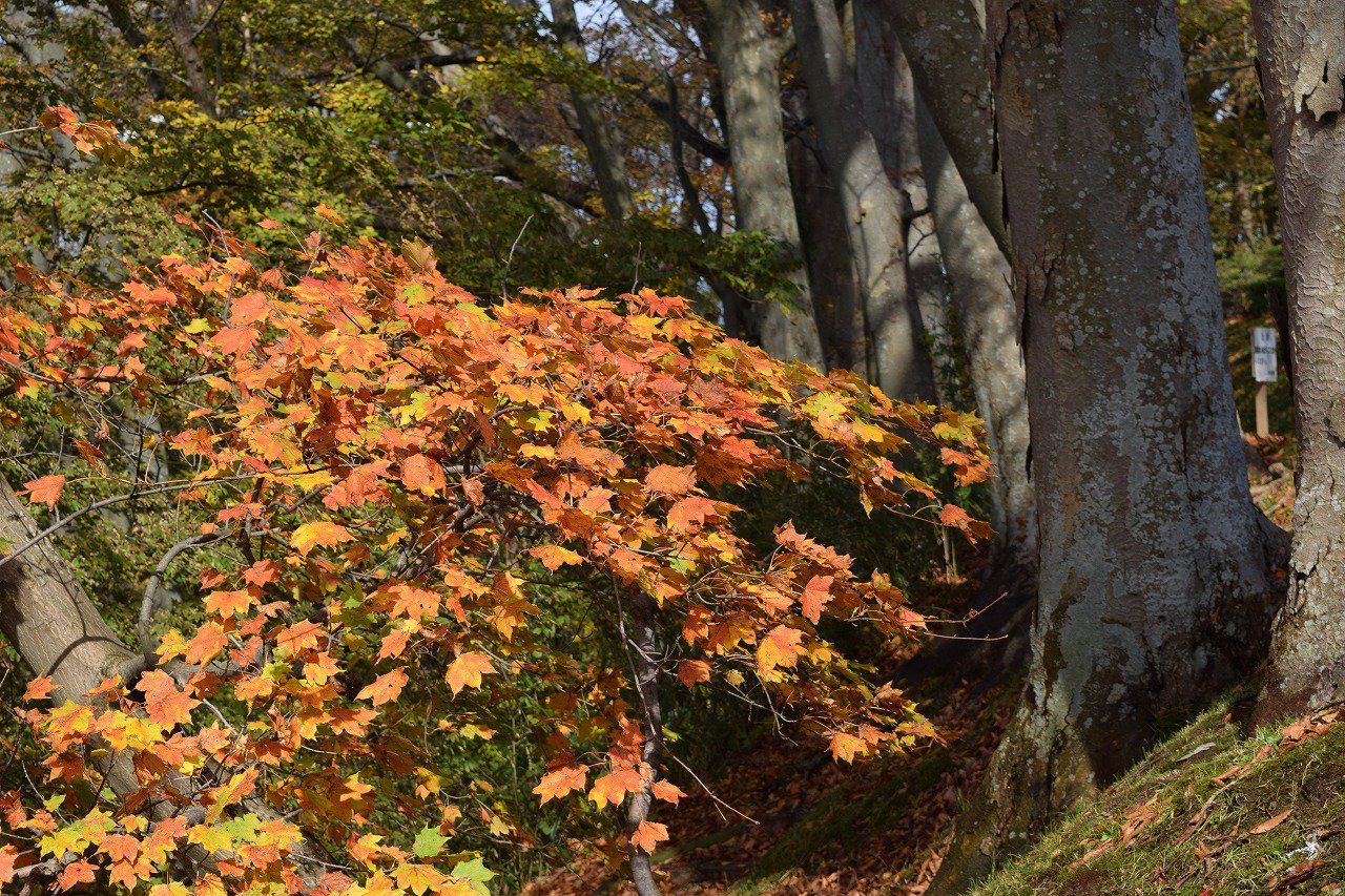 Shimu 僕の歩く町 千秋公園にてイタヤカエデの紅葉 幹はイタヤ細工 樹液はメープルシロップになるイタヤカエデ ですけれど今年は近年になく色良く紅葉しました T Co Sik5ui78cv Twitter