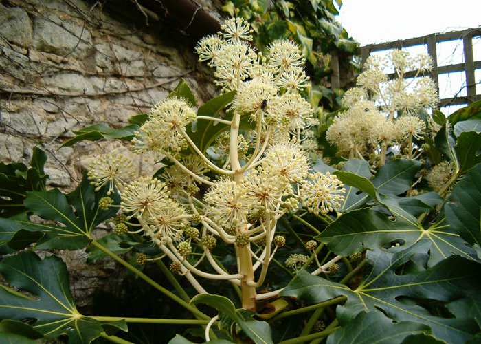 TythorneGD's tweet image. Think there isn't much to see and enjoy in our gardens at this time of year? Think again! Here's Tythorne Garden Design's guide to what to see and do in our gardens this November... tythorne.com/blog/our-garde…