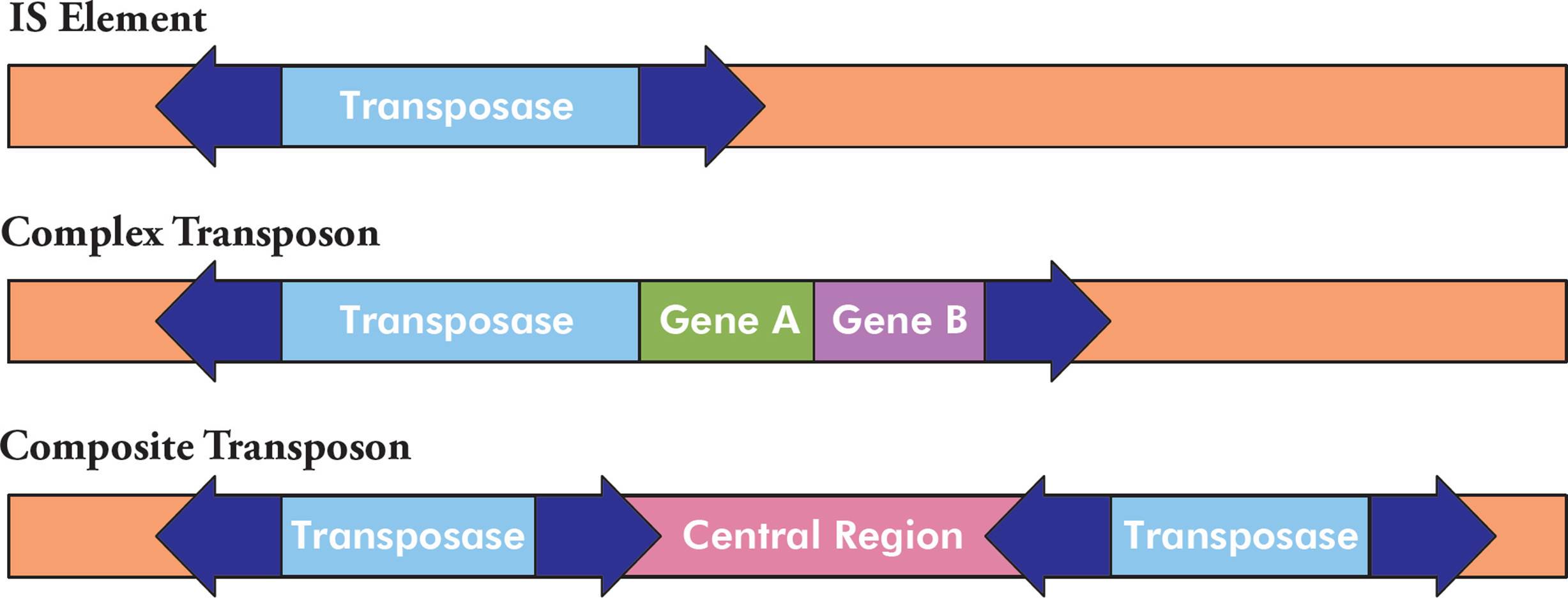 SEM on X: "Traditionally IS do not carry cargo genes, but they can move  genes as part of a complex and composite #transposons, a region bounded by  two copies of the same