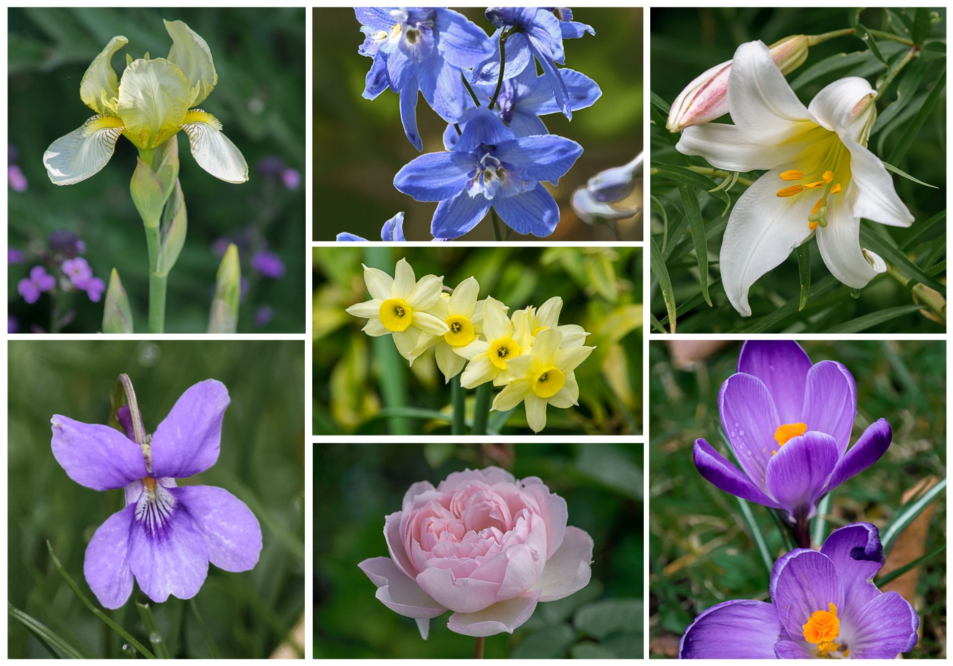 Garden on Twitter "Persephone's bouquet; Persephone was