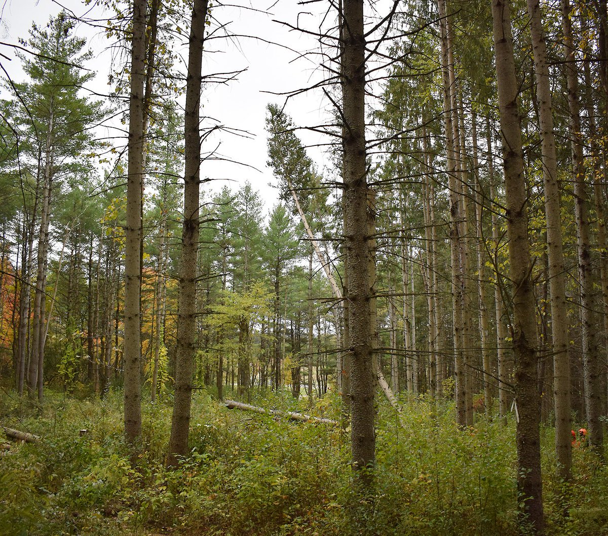 EssexWestford's tweet photo. .@CTEforTech Forestry students took part in a chainsaw training on October 22. By participating, students earned an industry recognized credential and the clearance to compete in the  Tech School Game of Logging competition, which will take place in the spring. #EWSD https://t.co/jqy3MCPYxc