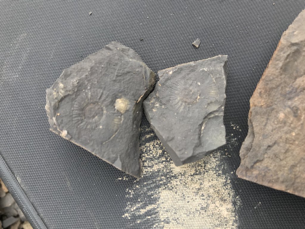 Some Lower Jurassic ammonite swag* from the Los Molles Fm mudstones. 

*N.B. this is not “swag”, as it’s illegal to remove paleotological materials from the province without prior permission. Beautiful nonetheless though! 😍