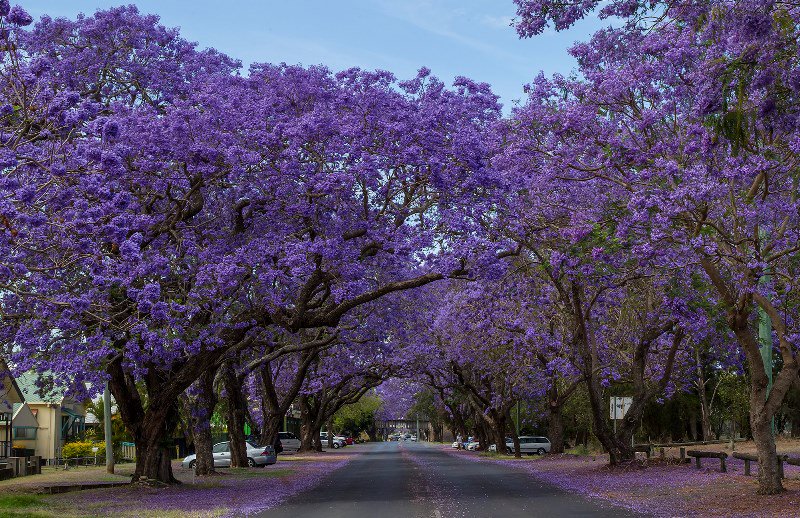 エクスペディア Expedia على تويتر 南半球でよく見られるジャカランダは 日本でいうサクラのような存在 薄紫の花が満開になると 春の訪れを感じるのだとか 写真は オーストラリア のグラフトン ゴールドコーストやブリスベンから足をのばせるジャカランダの名所