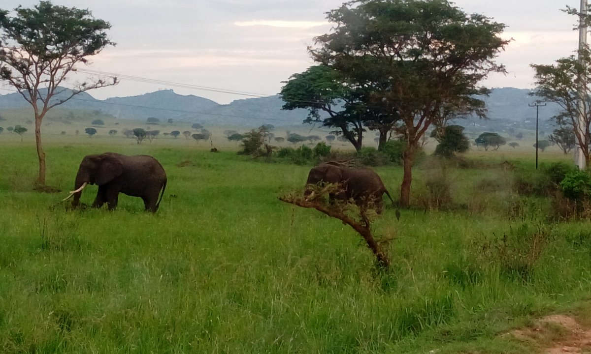 GiraffeSights's tweet photo. #HappyNewMonth from the elephants of Murchison Falls National Park #VisitUganda #Tutambule https://t.co/kxRRBbFNwW