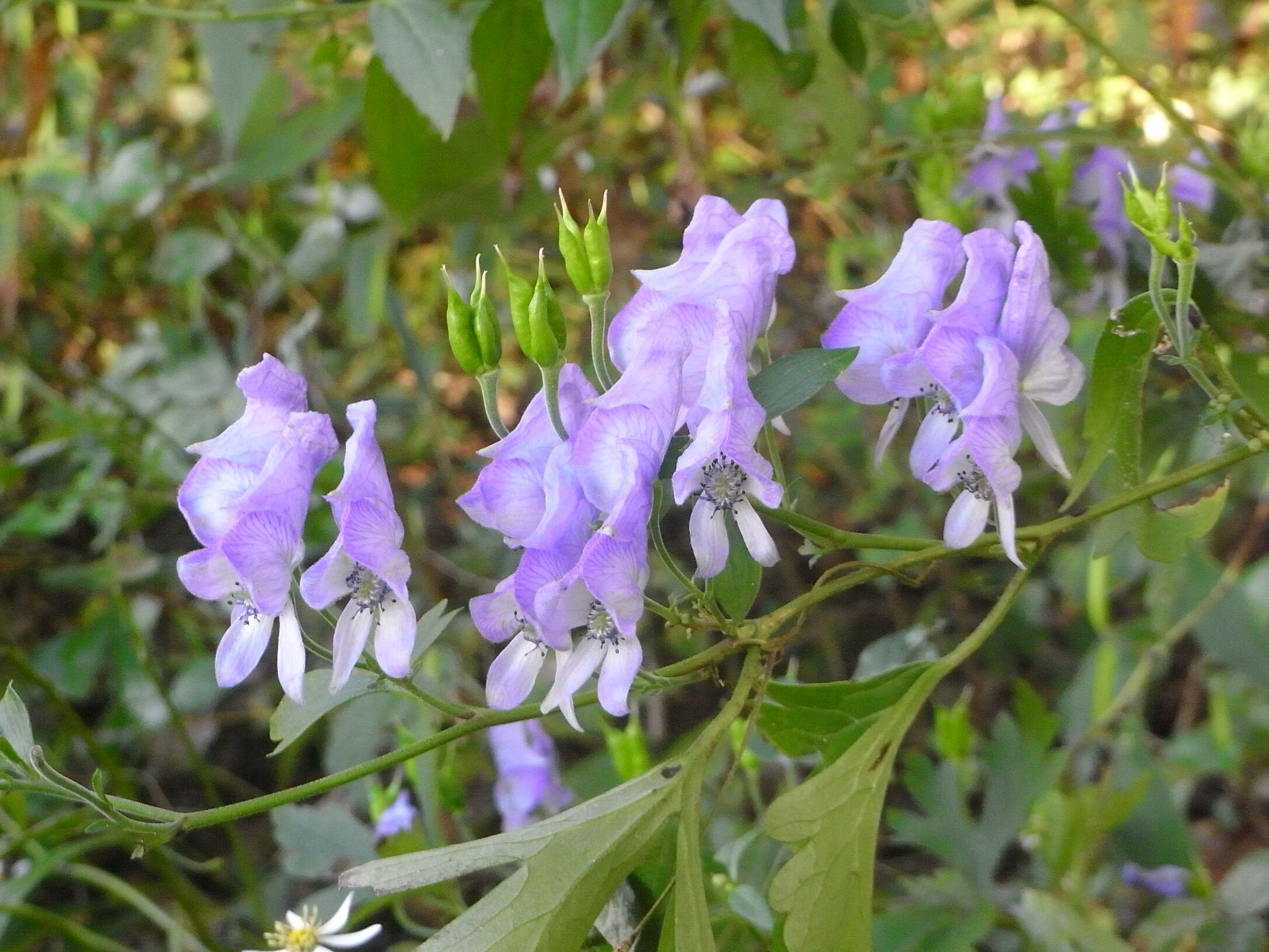 都立桜ヶ丘公園 桜ヶ丘公園 野草園にツクバトリカブトが咲いています 花の形が兜に似ているのが名前の由来です 桜ヶ丘公園 野草園 植物 ツクバトリカブト Sakuragaokapark T Co Vw2s5b78lc Twitter