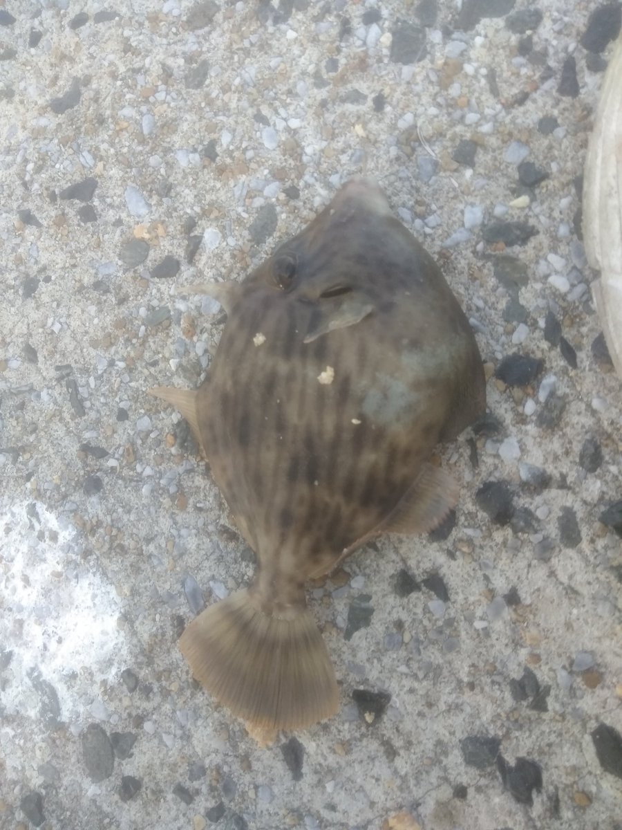 ばりまさ ばりちゃん グレ カワハギ２匹 こんだけ フカセ釣り 三時間 餌代300円 財布に優しい エコ 北九州釣り