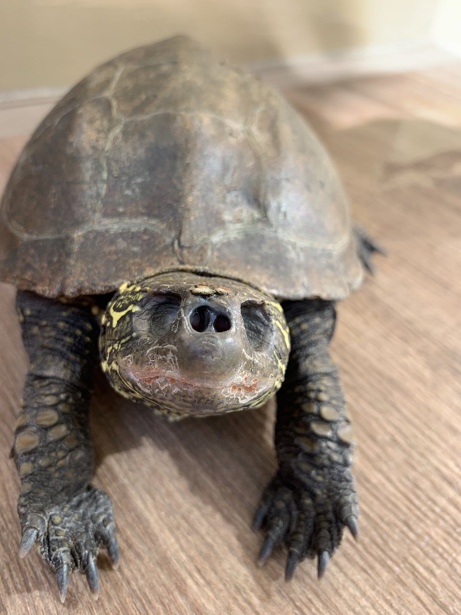 クサガメの亀吉 こんにちは 盲目のカメさん が 食欲があり 元気 それだけで驚きです うちの亀吉 は目の病気で何も食べなくなりました 幸い 用目薬で命拾い拾い ブルックさん の生命力 に感服 良い飼い主に出会えて良かった ブルックさん