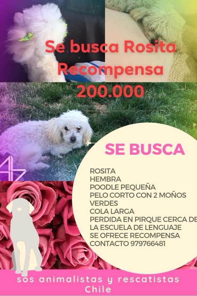 Extraviada en #pirque