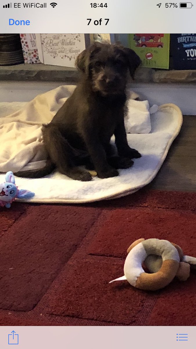 sonia_jones7's tweet photo. Our newest member of the family, our lovely Lola #Labradooddle #HintofHusky @_MarkJones 💗 https://t.co/V2ORgXaQpn