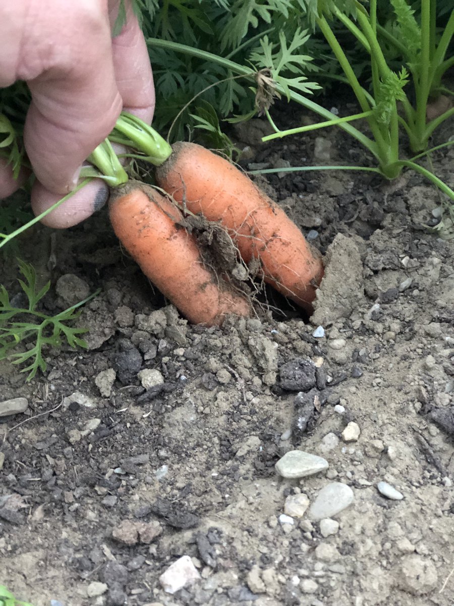 ThisIsVT's tweet image. Nothing says good morning like a good cup of coffee and pulling up some sweet treats from the greenhouse.... Good Morning!!
.
.
#carrots #goodmorning #WakeUp #eatingwell #knowyourfarmer #knowyourfood #vermont #farming #November
