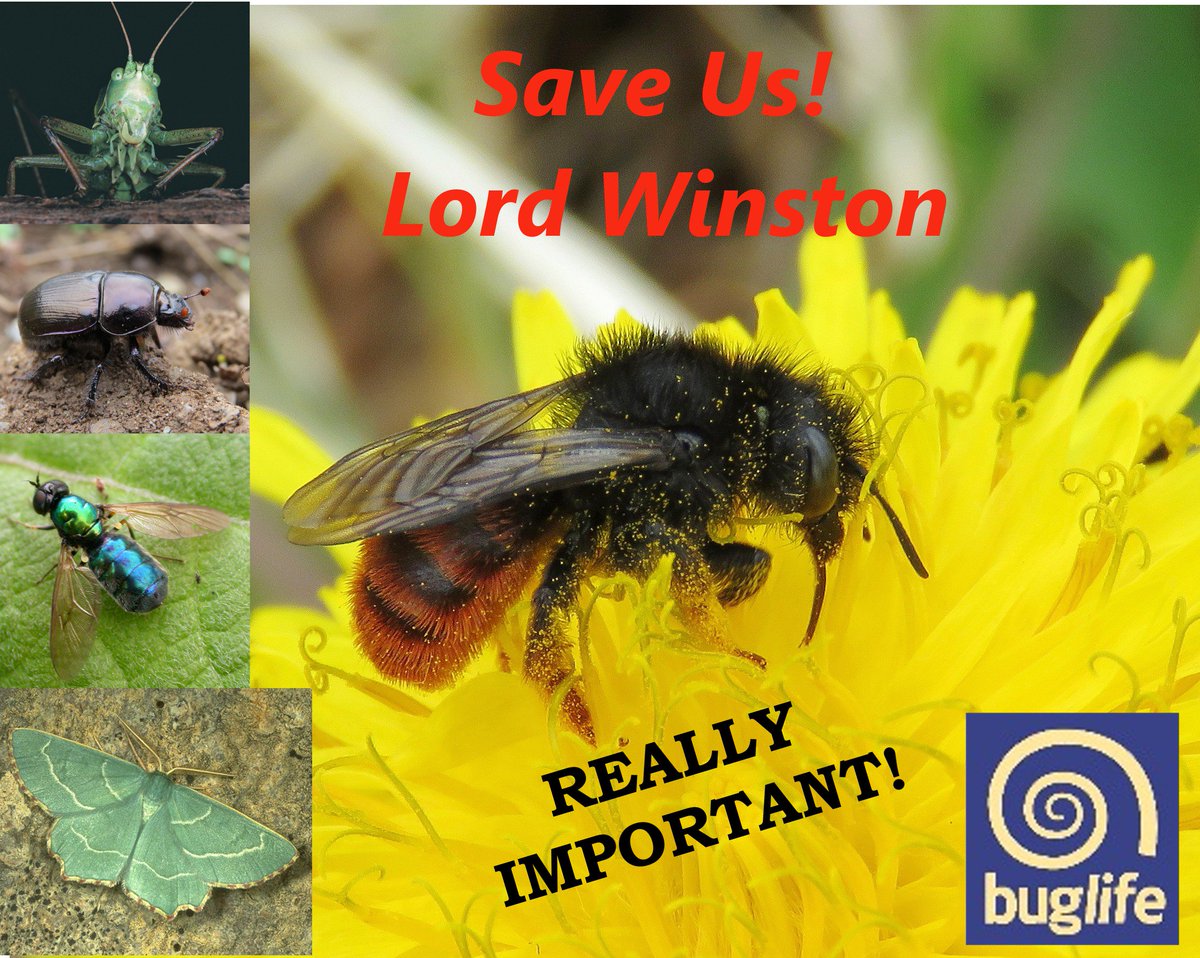 MattEAShardlow's tweet image. Extinction crisis - "Quite a lot of insects we don't really need" says Lord @ProfRWinston on @BBCPM bbc.co.uk/sounds/play/m0… (39:30)

RETWEET if you think that #bees and insects are 'really important' and should be saved!

Happy to meet and explain Prof!