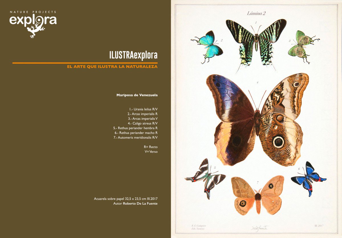 Explora_ABD's tweet photo. #ILUSTRAexplora EL ARTE QUE ILUSTRA LA NATURALEZA
Queremos empoderar la importancia que tiene la ilustración científica y naturalista para el conocimiento y la educación.
Seguimos trabajando con ética y verdadera vocación.
#ConocerEsConservar https://t.co/sQxm9G2C1M