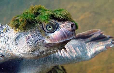 uran120's tweet photo. 生殖器で呼吸できる「カクレガメ」
（正確には総排出腔の付近）
おかげで数日間水中に潜る事が可能。
川底でじっとしてるので苔が生えちゃったりする事も。
過去にペットで流行してるにもかかわらず、約30年間も原産地不明だった謎の亀。
現在はオーストラリアのメアリー川だけに住んでる絶滅危惧種。 https://t.co/FYm6CFUeJx