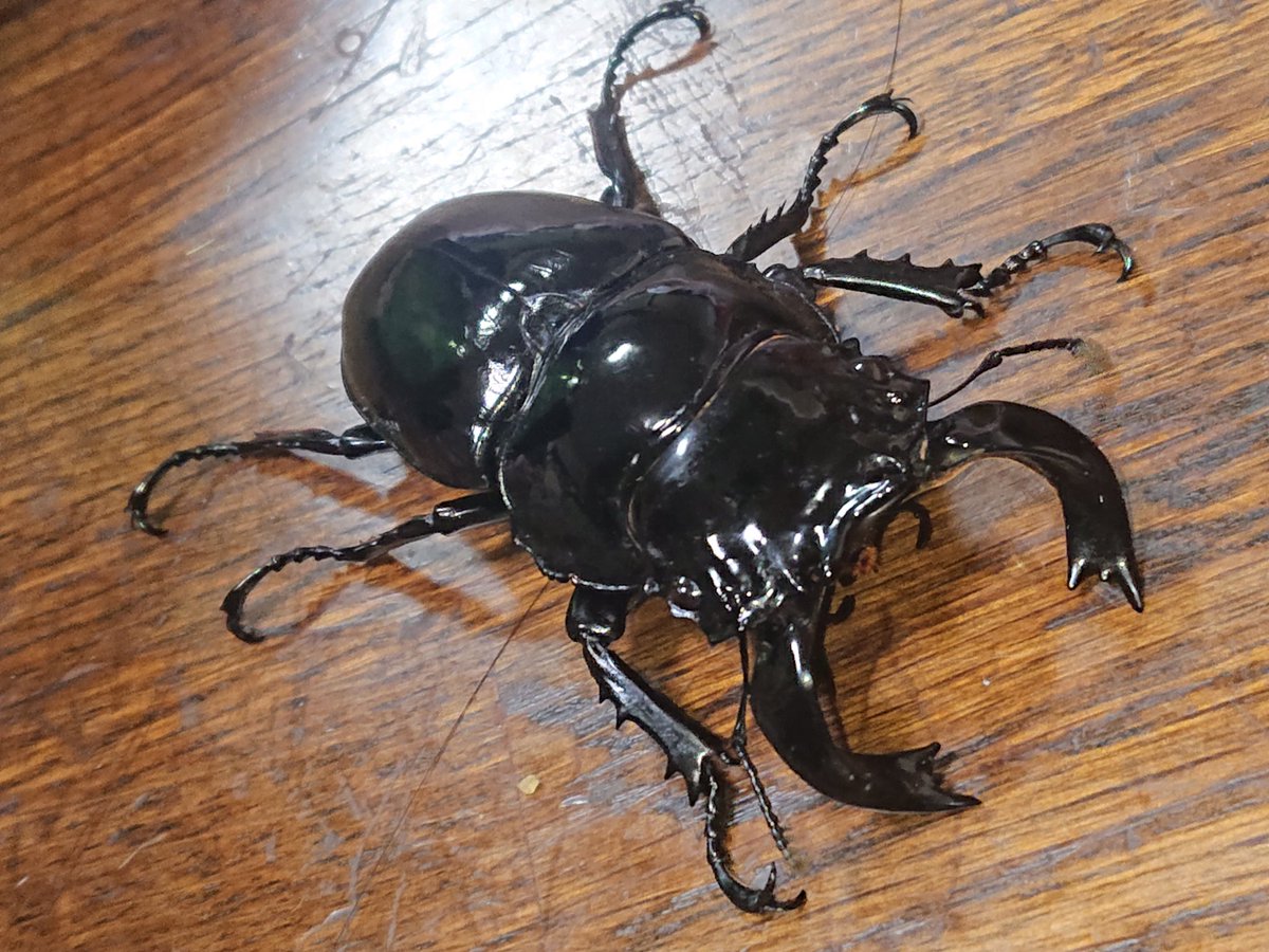 おざき サタンオオカブト ボリビアの秘境に生息する レアなカブトムシ ネプチューンオオカブトと同じカバイロ系ディナステスに分類される 管理方法を適切に行えば かなり長生きしてくれる癒し枠 うちのこは16ヶ月生きてくれました