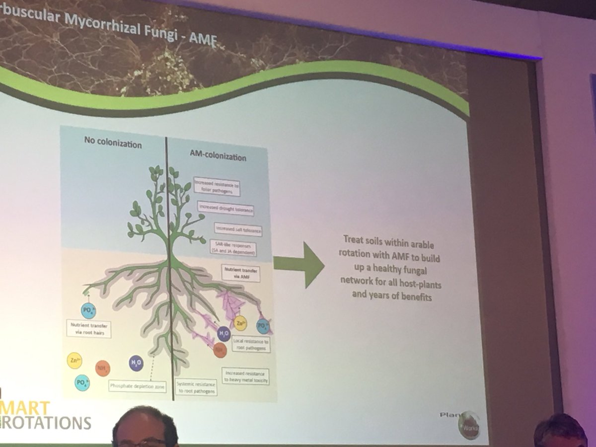 #mycorrhizalfungi have many benefits for #crops Biggest problem with #ploughing is then leaving the #soil fallow #eoefc18 @smart_rotations